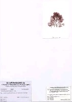 藏品(浪花藻)的圖片